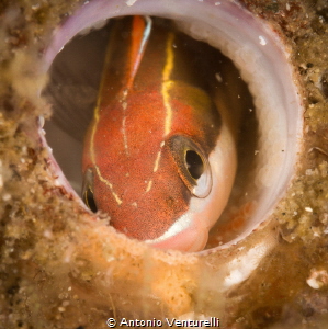 Home sweet home_a nice tube blenny peering out of its hou... by Antonio Venturelli 